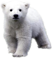 animals & polar bear free transparent png image.