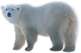 animals & polar bear free transparent png image.