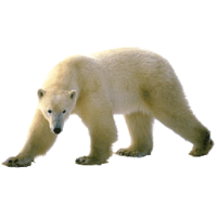 animals & polar bear free transparent png image.