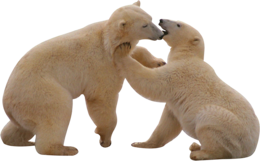 animals & polar bear free transparent png image.