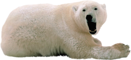 animals & polar bear free transparent png image.