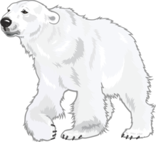 animals & polar bear free transparent png image.