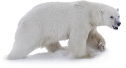 animals & polar bear free transparent png image.