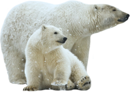 animals & polar bear free transparent png image.