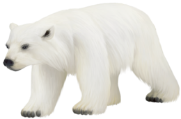 animals & polar bear free transparent png image.