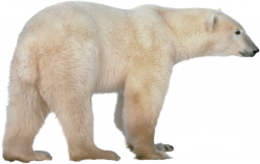 animals & polar bear free transparent png image.