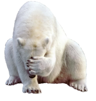 animals & polar bear free transparent png image.