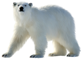 animals & polar bear free transparent png image.