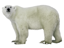 animals & polar bear free transparent png image.