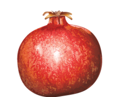 fruits & Pomegranate free transparent png image.