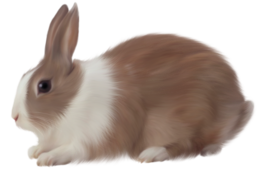 animals&Rabbit png image.