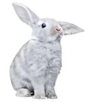 animals & Rabbit free transparent png image.