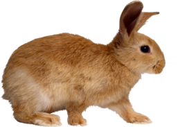 animals & Rabbit free transparent png image.