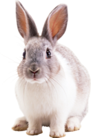 animals & Rabbit free transparent png image.