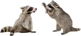 animals&Raccoon png image.