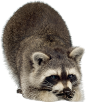 animals & raccoon free transparent png image.