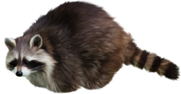 animals & raccoon free transparent png image.