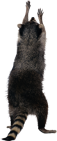 animals & raccoon free transparent png image.