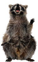 animals & raccoon free transparent png image.