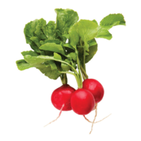 vegetables & radish free transparent png image.