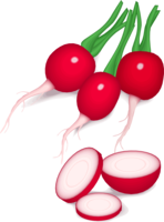 vegetables & radish free transparent png image.