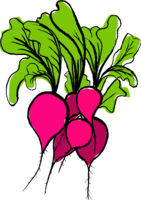 vegetables & radish free transparent png image.