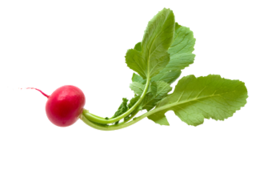 vegetables & radish free transparent png image.