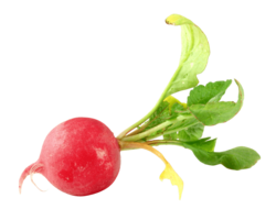 vegetables & radish free transparent png image.