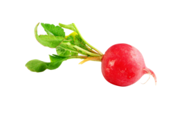 vegetables & radish free transparent png image.