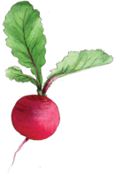 vegetables & radish free transparent png image.