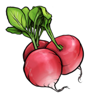 vegetables & radish free transparent png image.