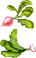 vegetables & radish free transparent png image.