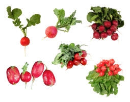 vegetables & Radish free transparent png image.