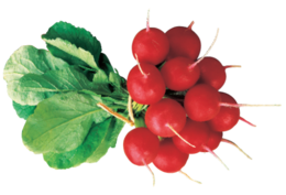 vegetables & radish free transparent png image.