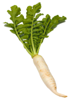 vegetables & radish free transparent png image.