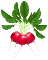 vegetables & radish free transparent png image.