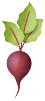 vegetables & Radish free transparent png image.