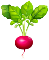 vegetables & radish free transparent png image.