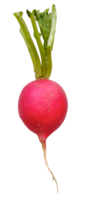 vegetables & radish free transparent png image.