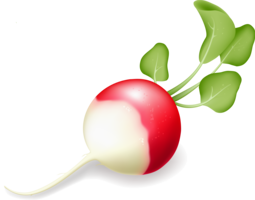 vegetables & radish free transparent png image.