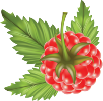 fruits & raspberry free transparent png image.