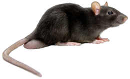 animals & Rat mouse free transparent png image.