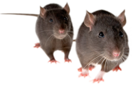 animals & Rat mouse free transparent png image.