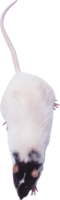 animals & Rat mouse free transparent png image.