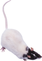 animals & Rat mouse free transparent png image.