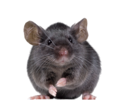 animals & Rat mouse free transparent png image.