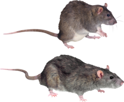 animals & Rat mouse free transparent png image.