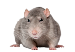 animals & Rat mouse free transparent png image.