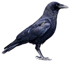 animals & Raven free transparent png image.