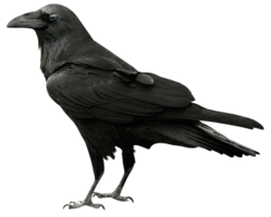 animals & raven free transparent png image.